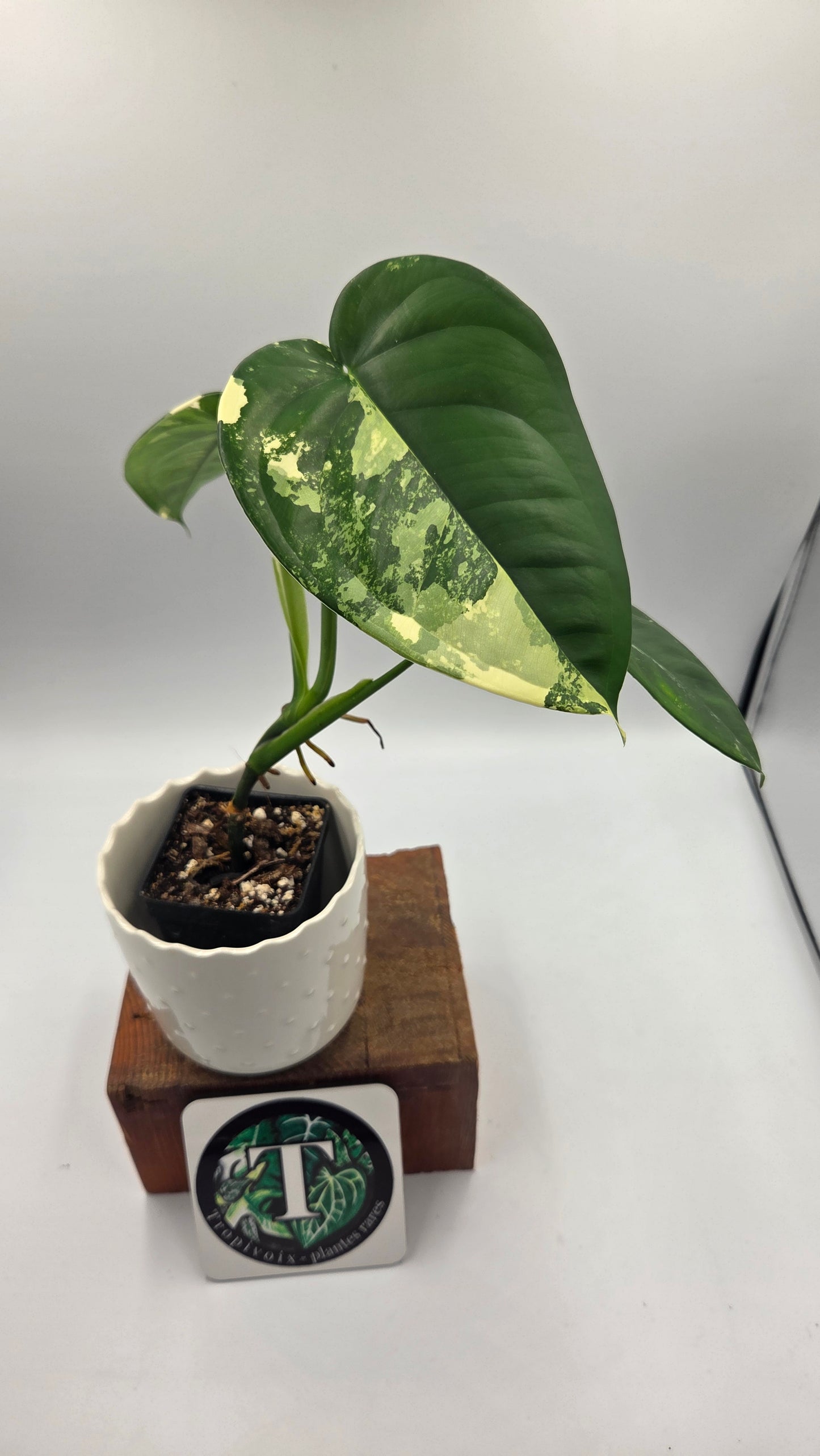 Syngonium Chiapense Albo (SYN-465)