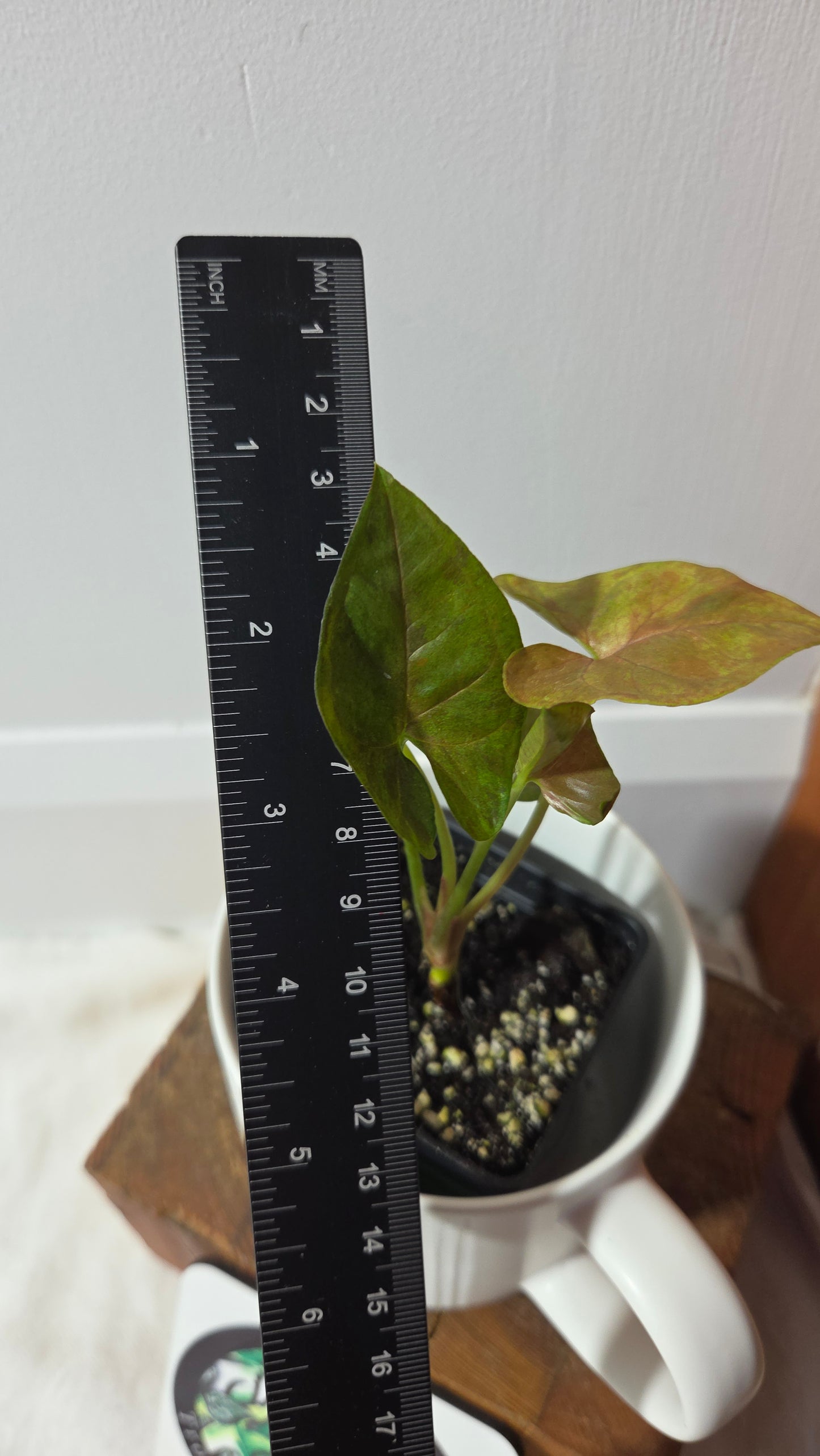 Syngonium Matcha Sprinkle (SYN-485)