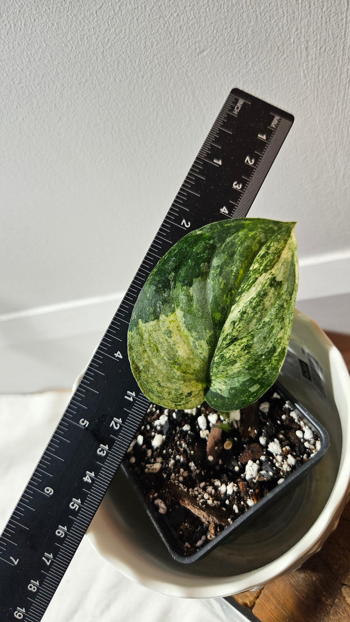 Scindapsus Dark Splash Variegata (SCI-757)