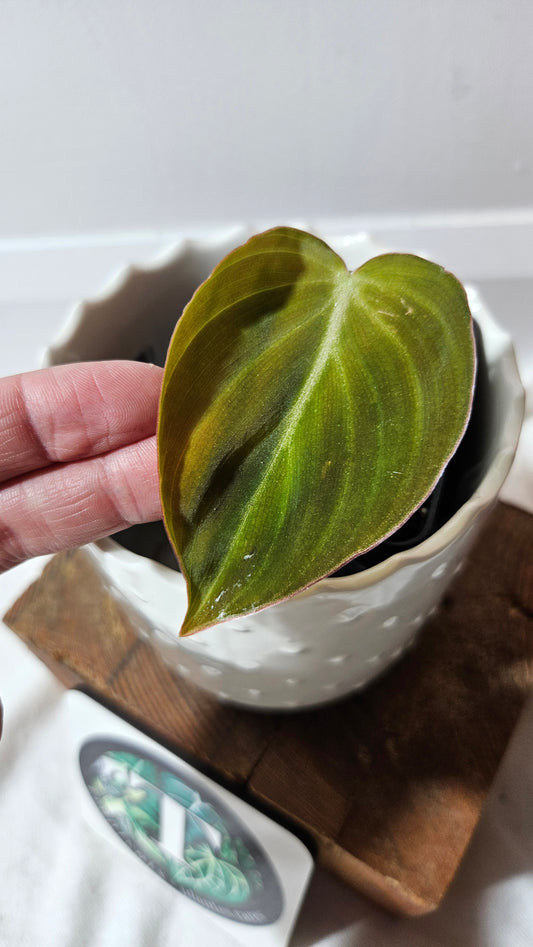 Philodendron Glorious (PHI-813)