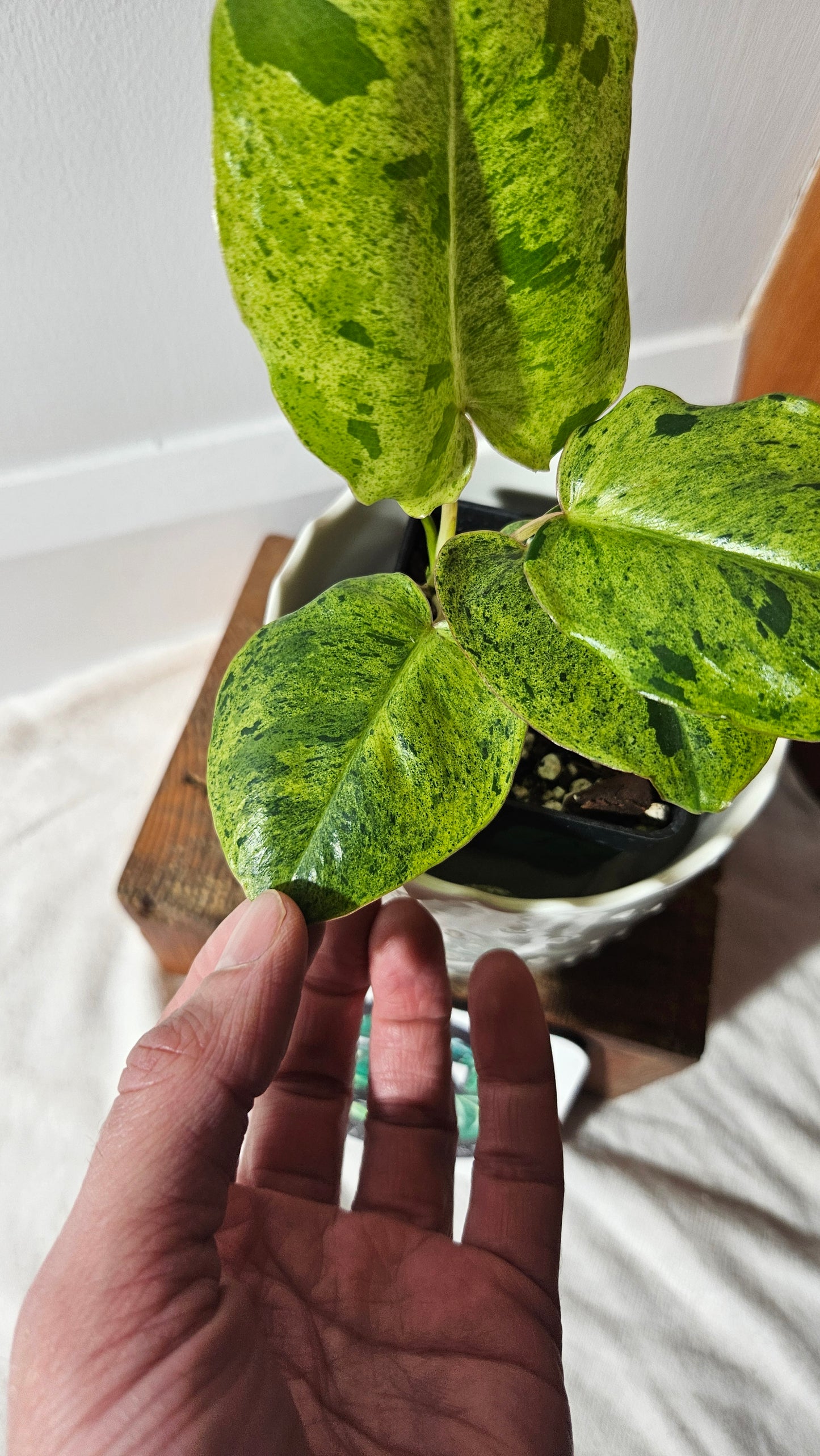 Philodendron BurleMarx Variegata  X Paraiso Verde (PHI-760)