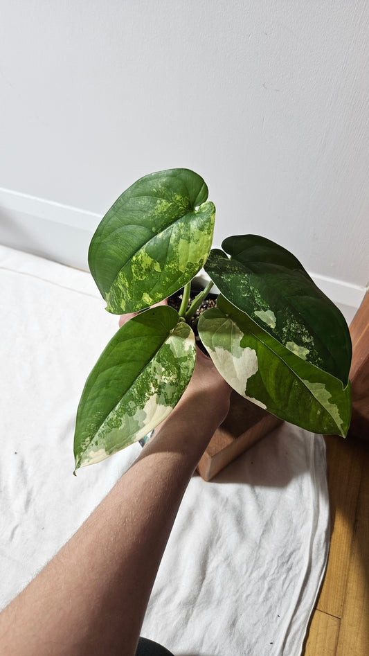 Syngonium Chiapense Albo (SYN-427)