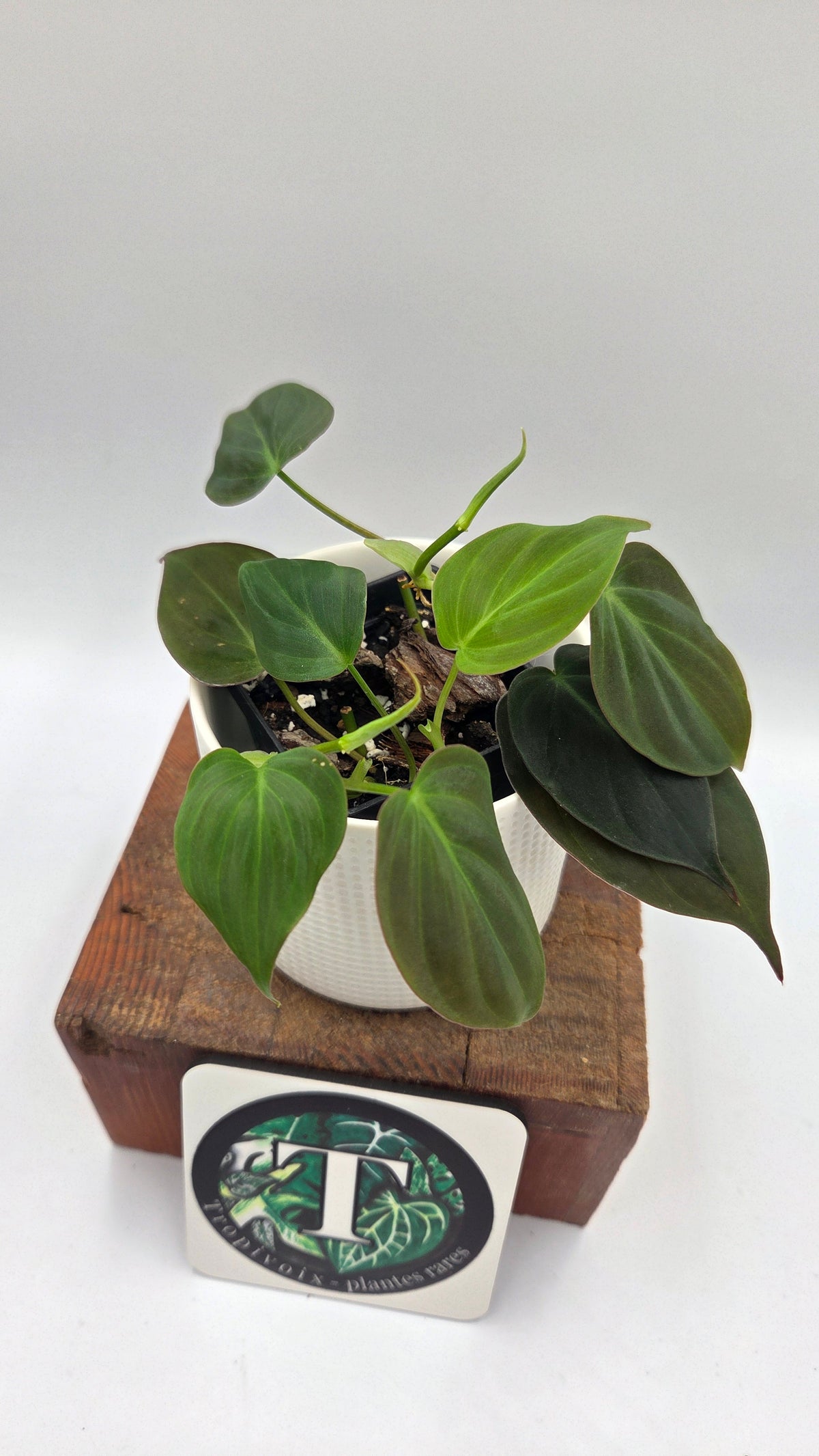 Philodendron Mican (PHI-1097)