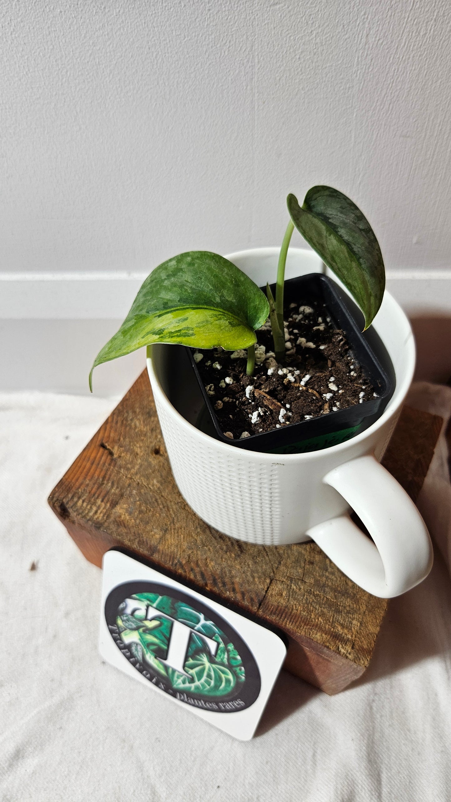 Scindapsus Pajajaran (SCI-1345)