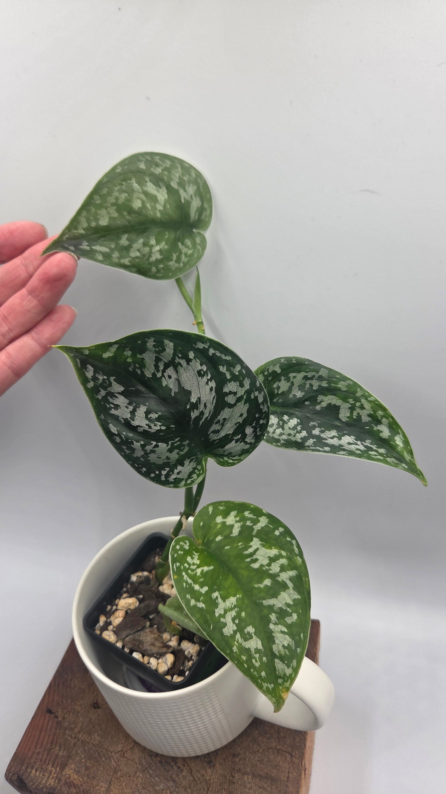 Scindapsus Exotica Batik (SCI-1466)
