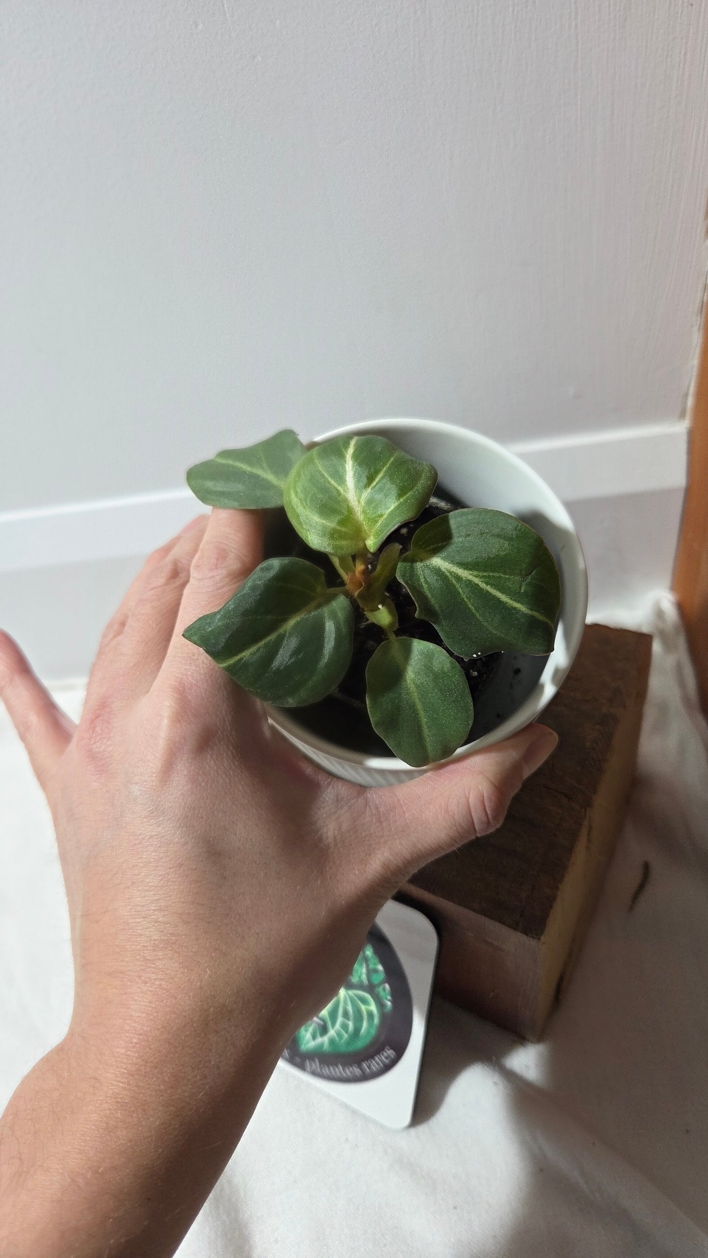 Philodendron Gloriosum Silver (PHI-317)