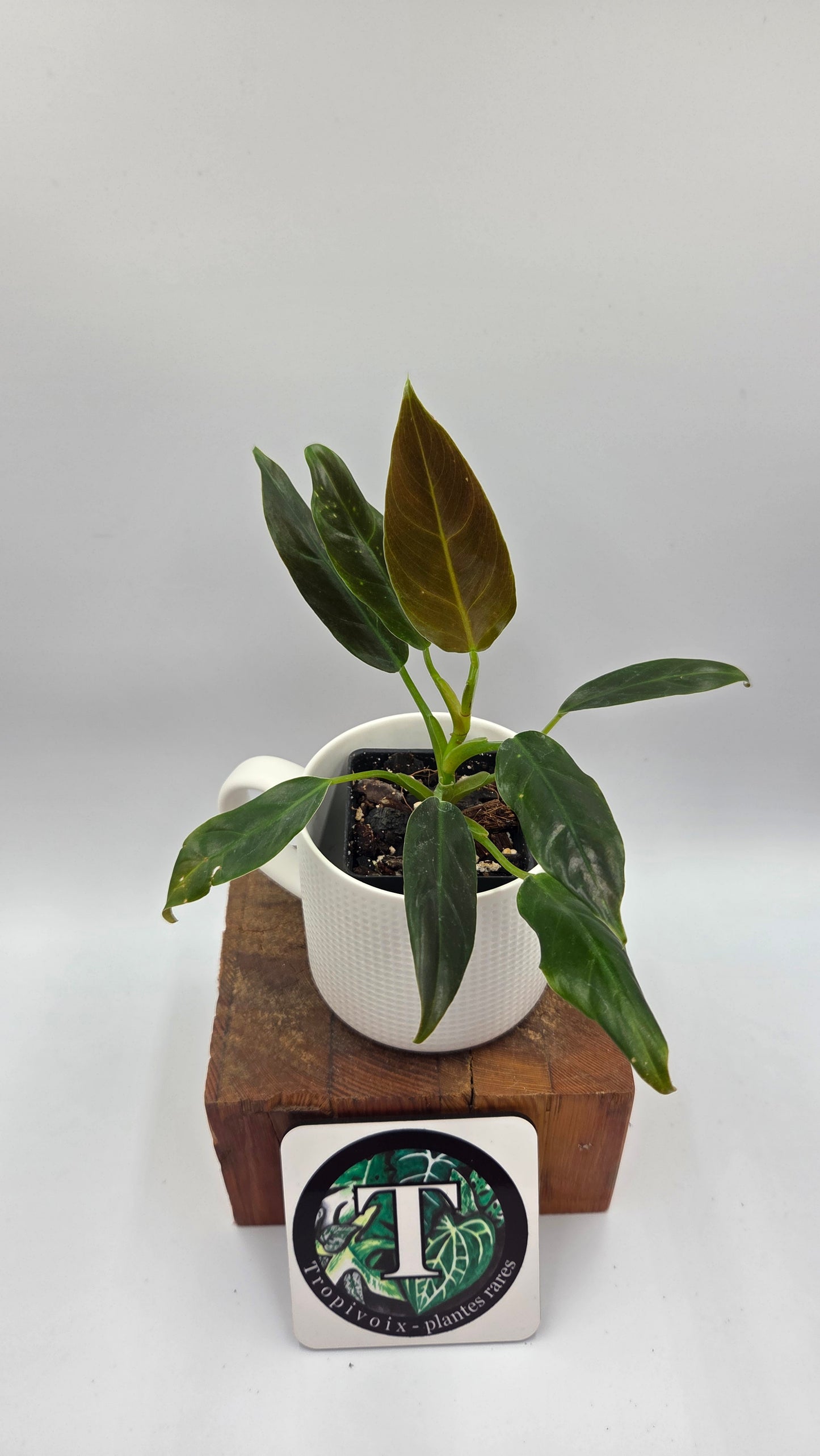 Philodendron Subhastatum Blood (PHI-1029)
