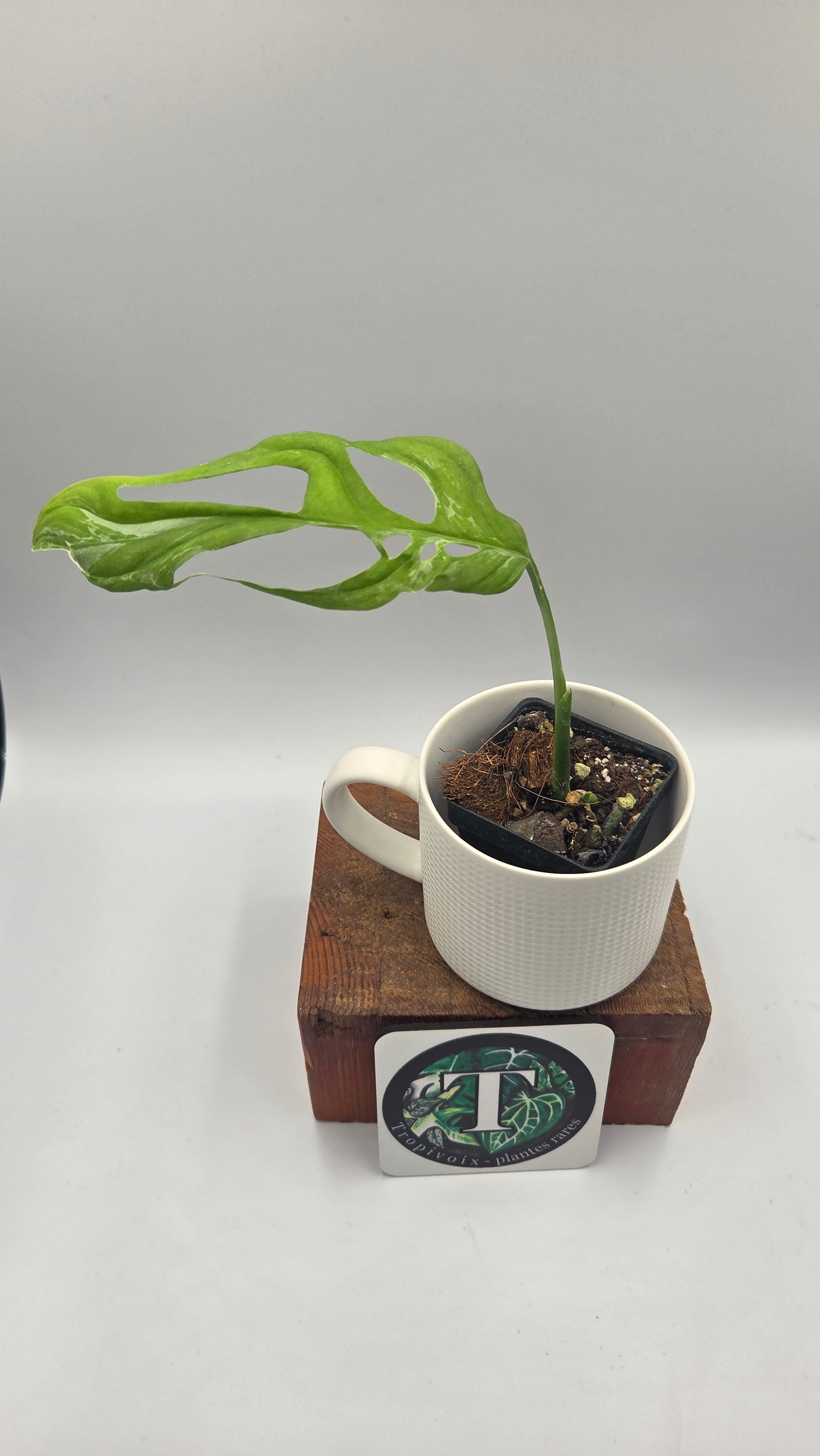 Monstera Andasonii Mint/Indo (MON-569)