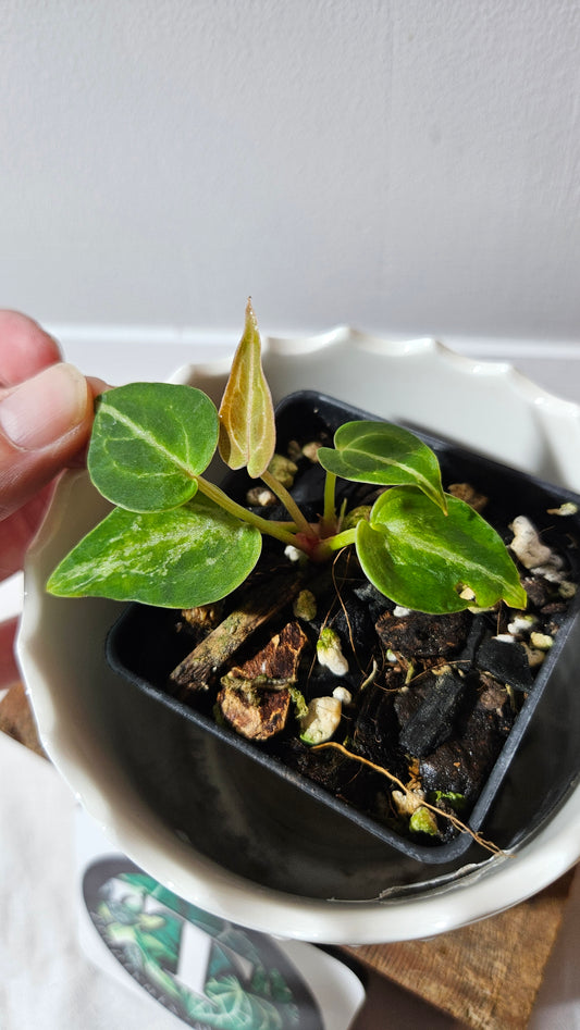 Anthurium Forgetti hybrid "format SEEDLING" (ANT-546)