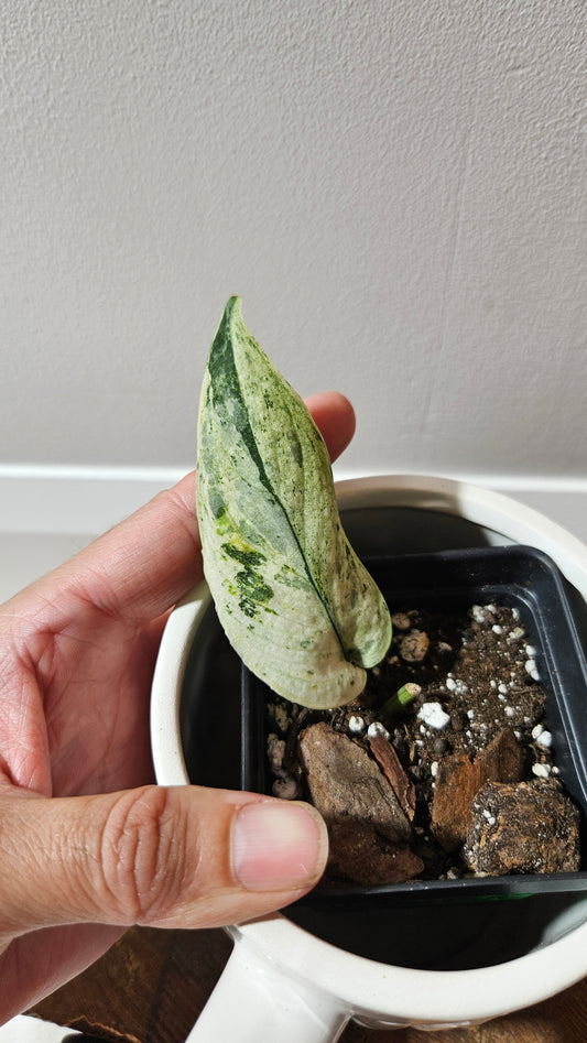 Scindapsus Black Dragon white (SCI-1206)