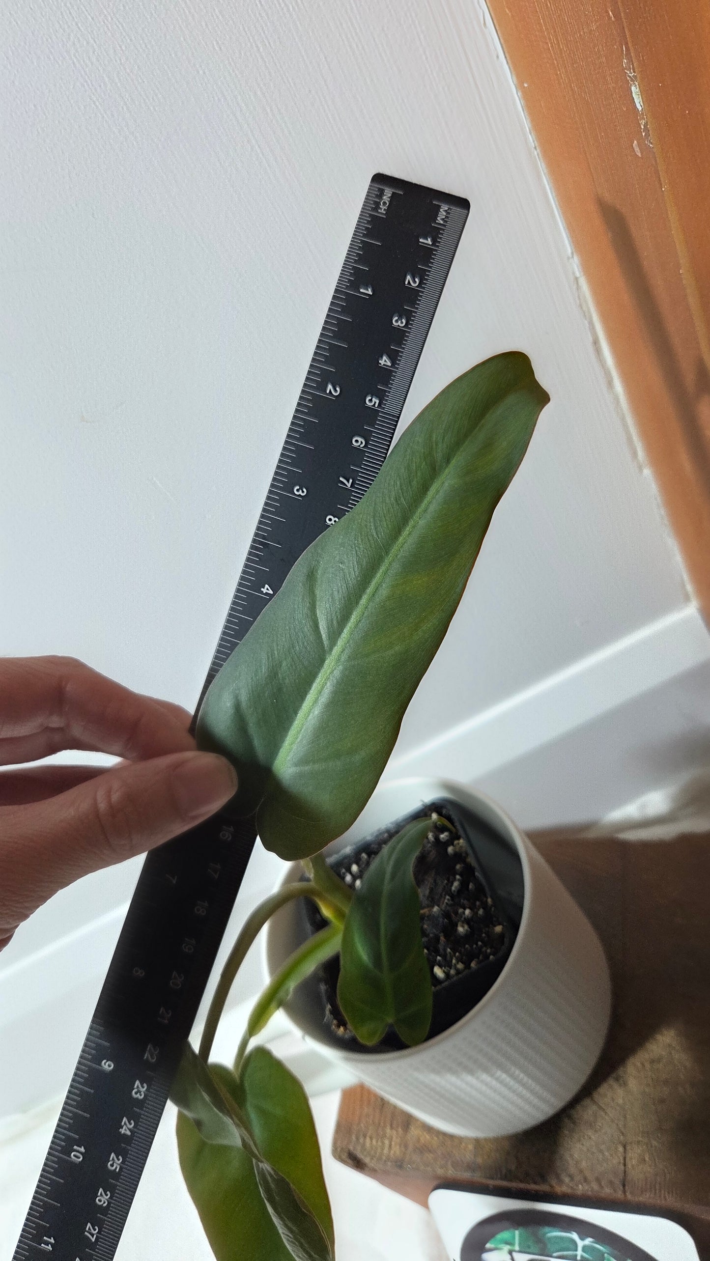 Philodendron Maximum (PHI-981)