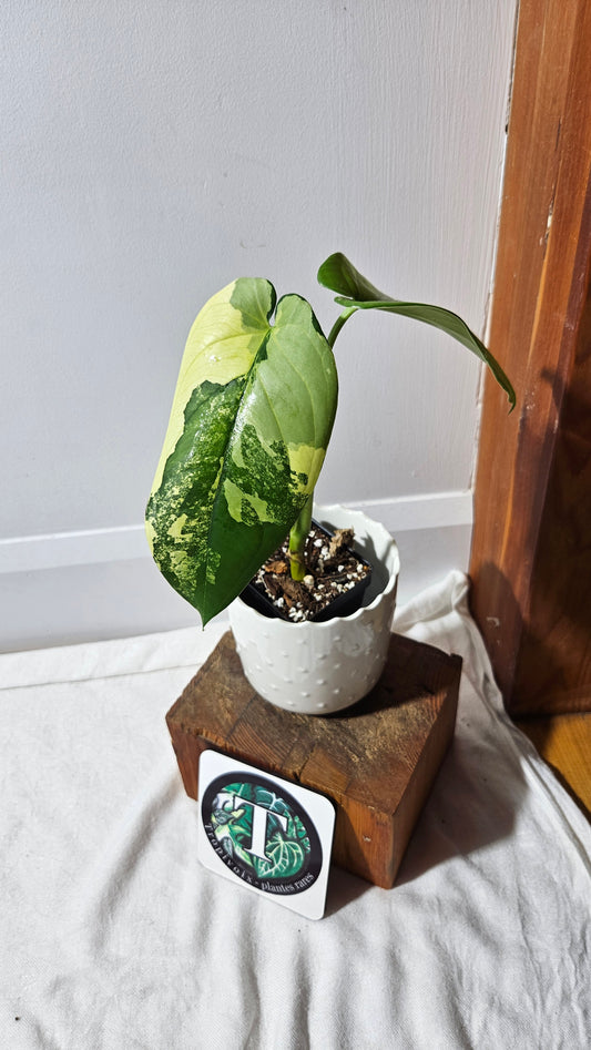Syngonium Chiapense Albo (SYN-425)