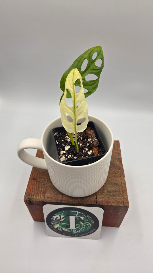 Monstera Andasonii Archipelago Ghost (MON-565)
