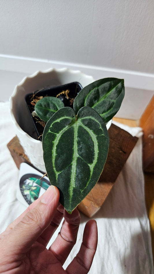 Anthurium  Carlablackiae (d'équateur) "format PETIT" (ANT-609)