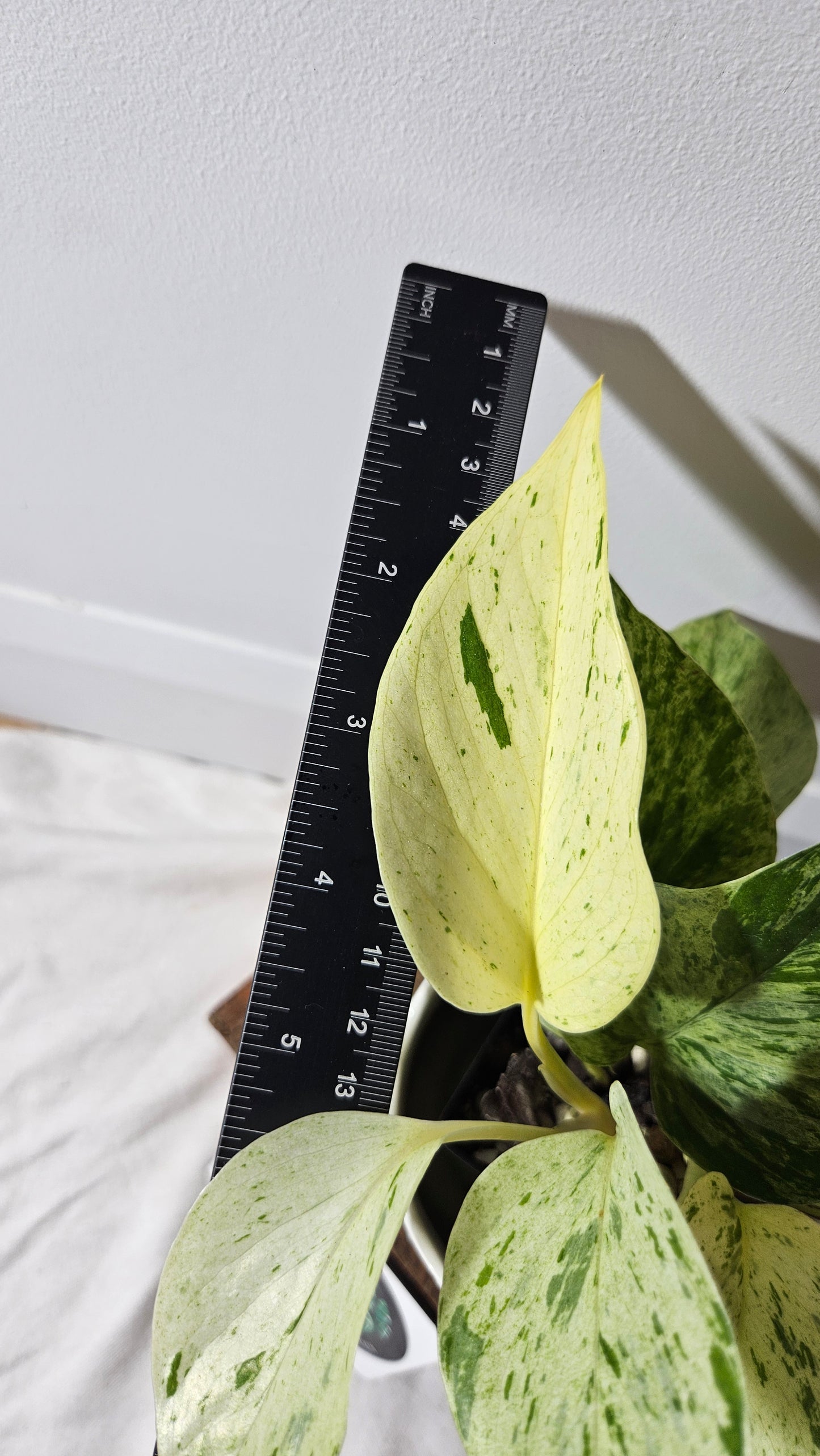 Epipremnum Aureum Marble Queen "version Snow Queen" Mature (EPI-193)