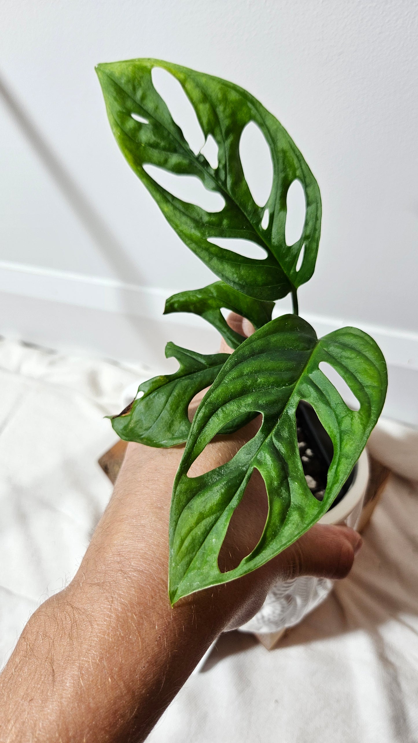 Monstera Acuminata (MON-224)