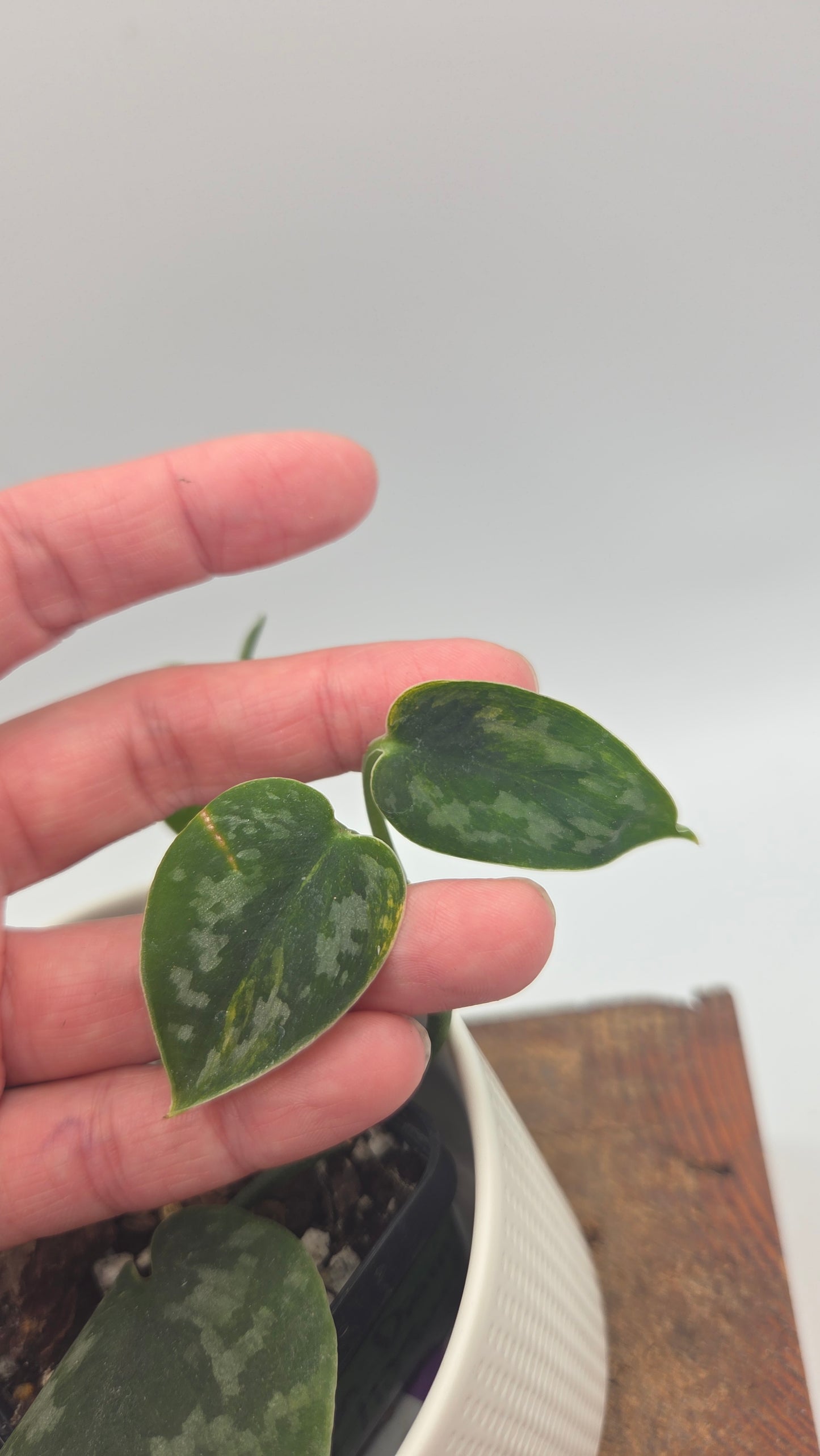 Scindapsus Green Diamond (SCI-1501)