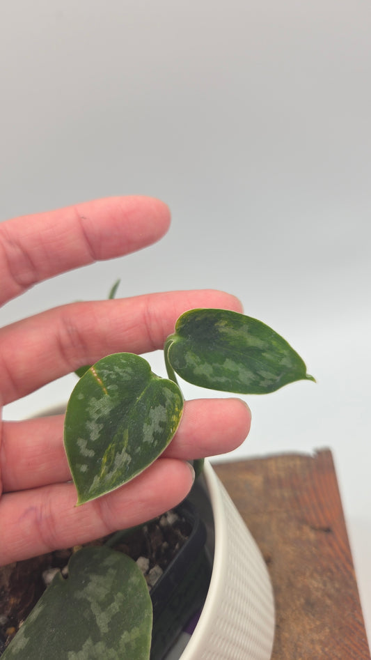 Scindapsus Green Diamond (SCI-1501)