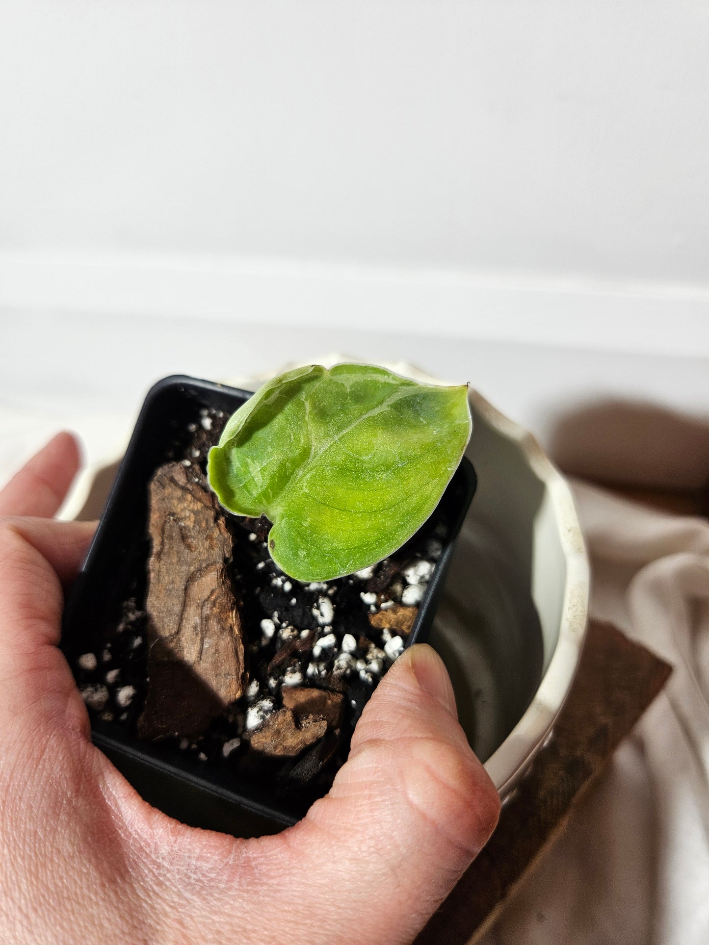 Scindapsus Exotica Sulawesi Variegata(SCI-443)