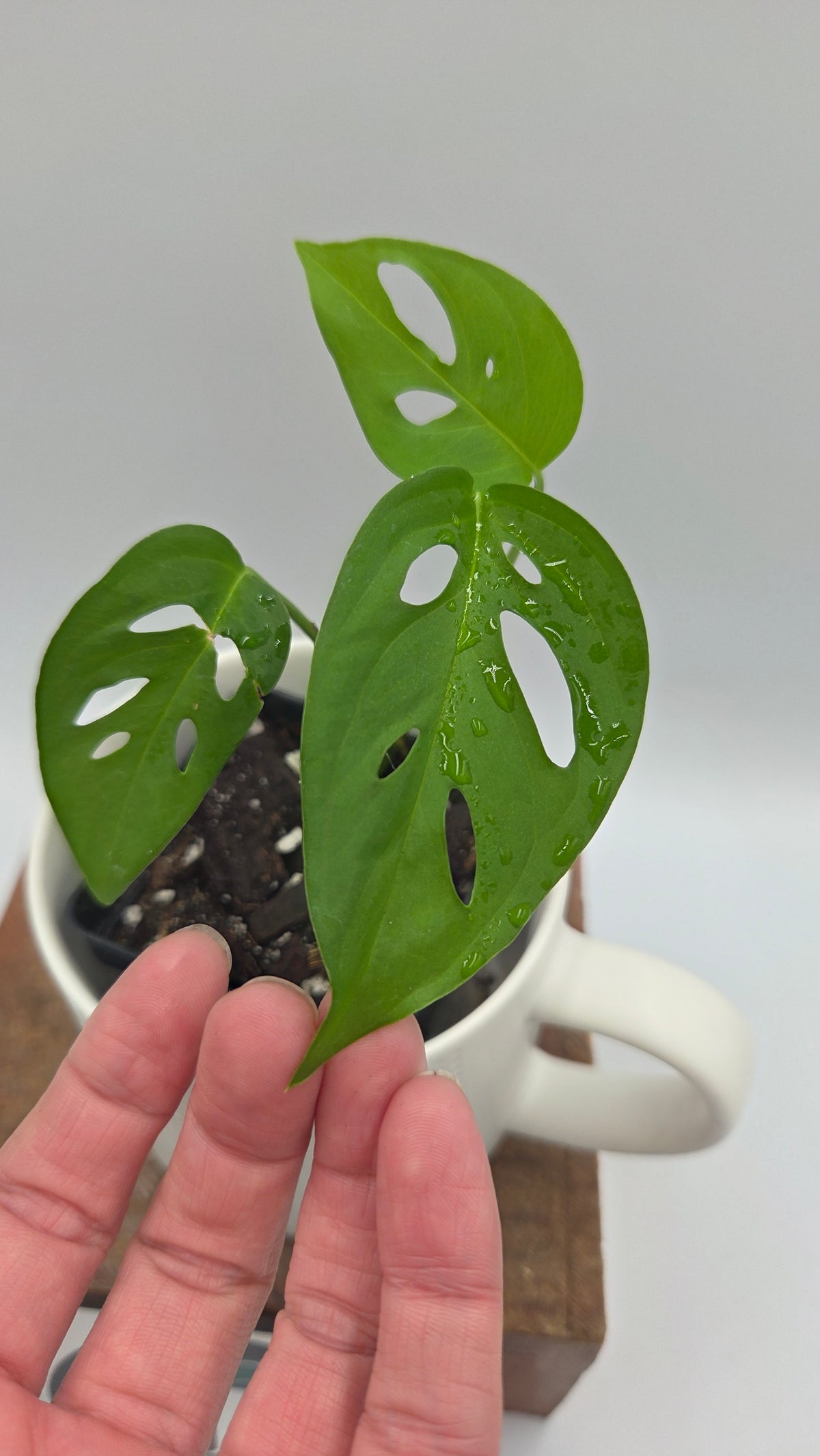 Monstera Obliqua Aff Indanza (MON-281)
