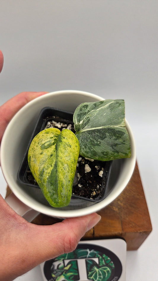 Scindapsus Exotica Salaka Variegata (SCI-1249)