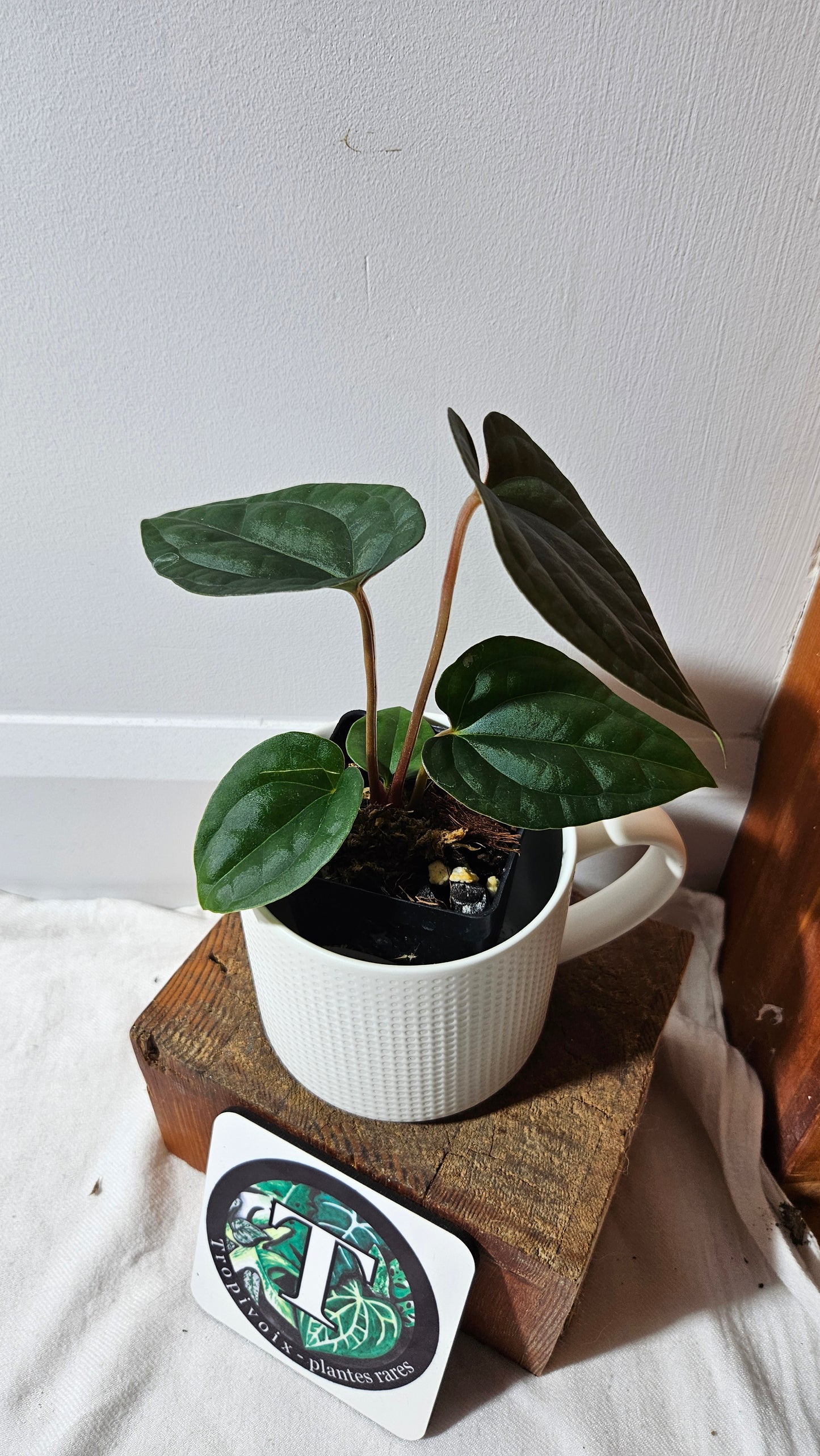 Anthurium  Papillilaminum X Luxurians "format MOYEN" (ANT-638)