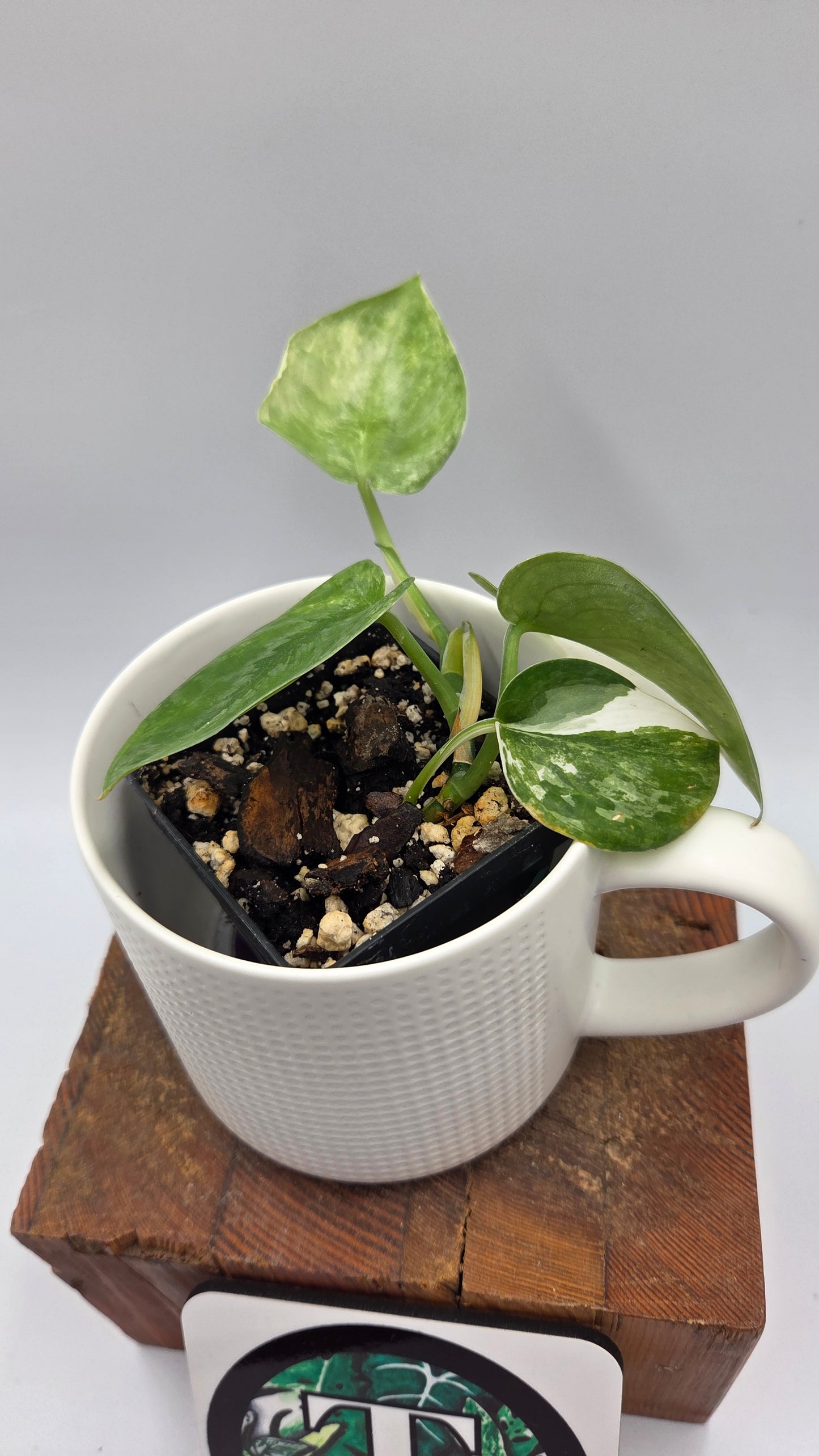 Scindapsus Silver Tattoo Variegata (SCI-817)