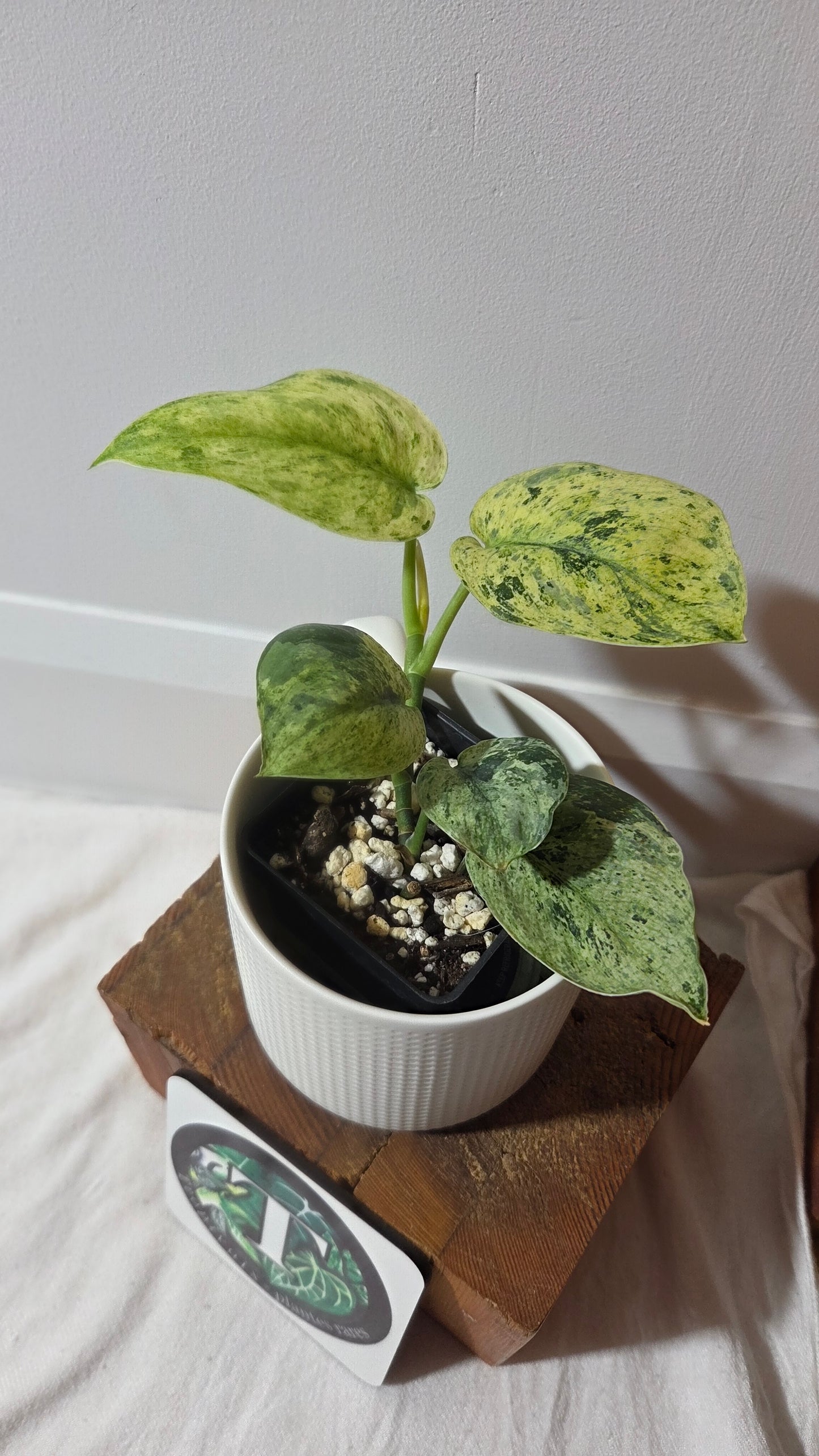 Scindapsus Keraton (SCI-1407)