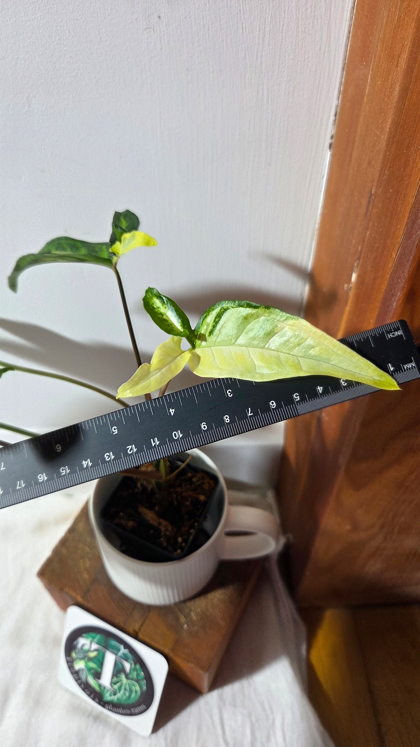 Syngonium Angustatum Albo (SYN-170)