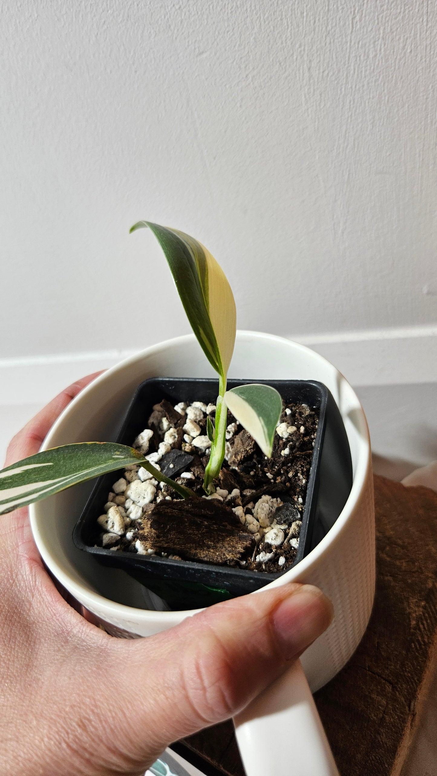 Scindapsus Hederaceus Blue Albo (SCI-1341)