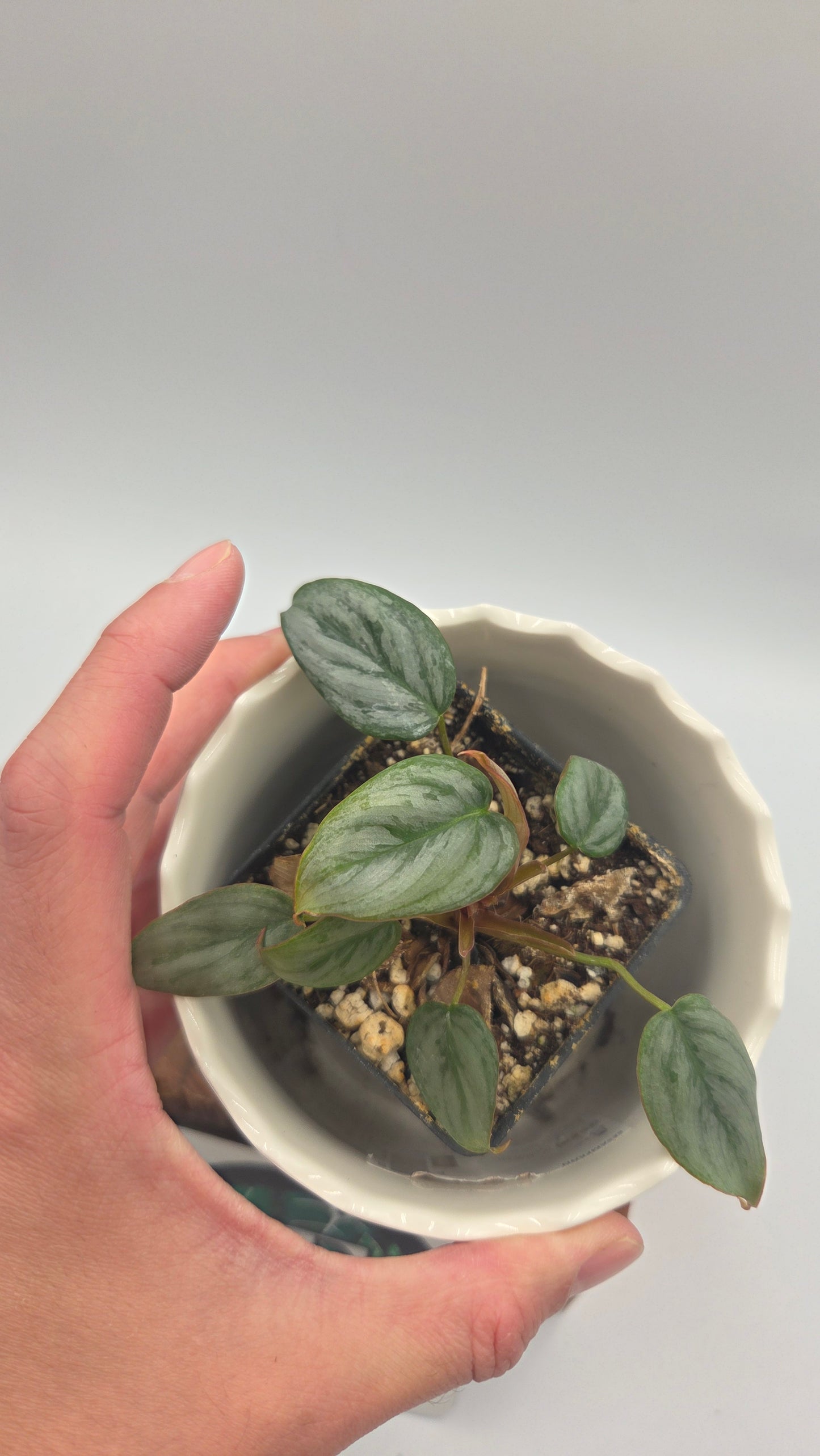 Philodendron Sodiroi (PHI-1040)