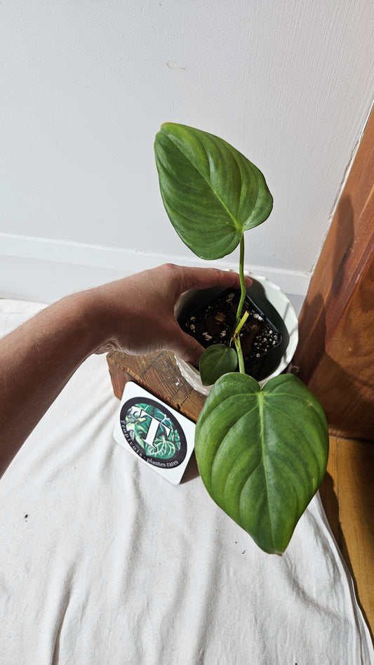 Philodendron Pastazanum (PHI-825)
