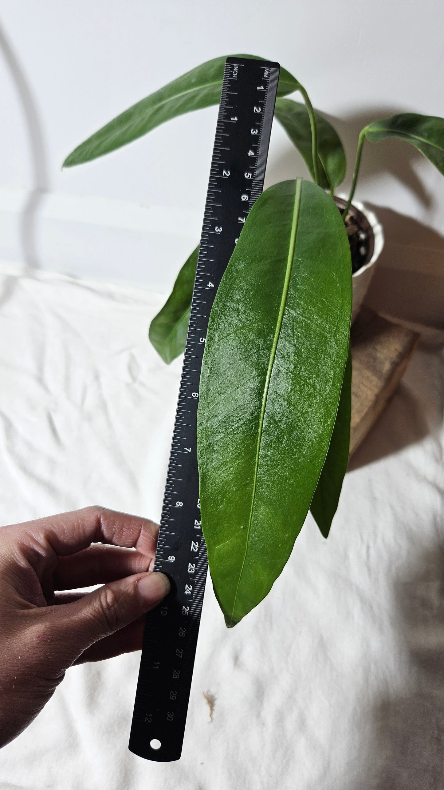 Anthurium SP Morona "format LARGE" (ANT-265)