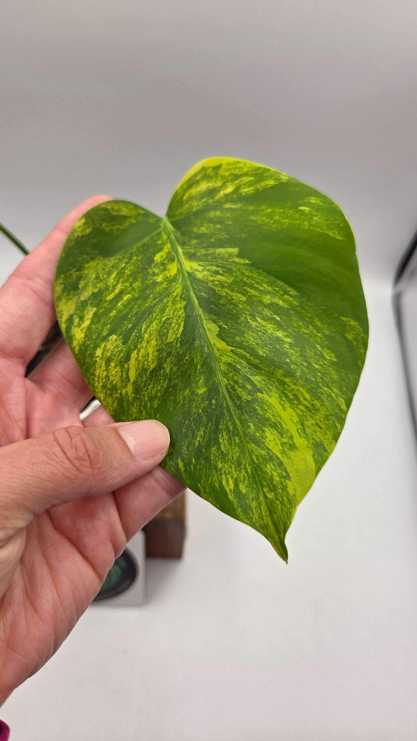 Monstera Aurea (MON-568)