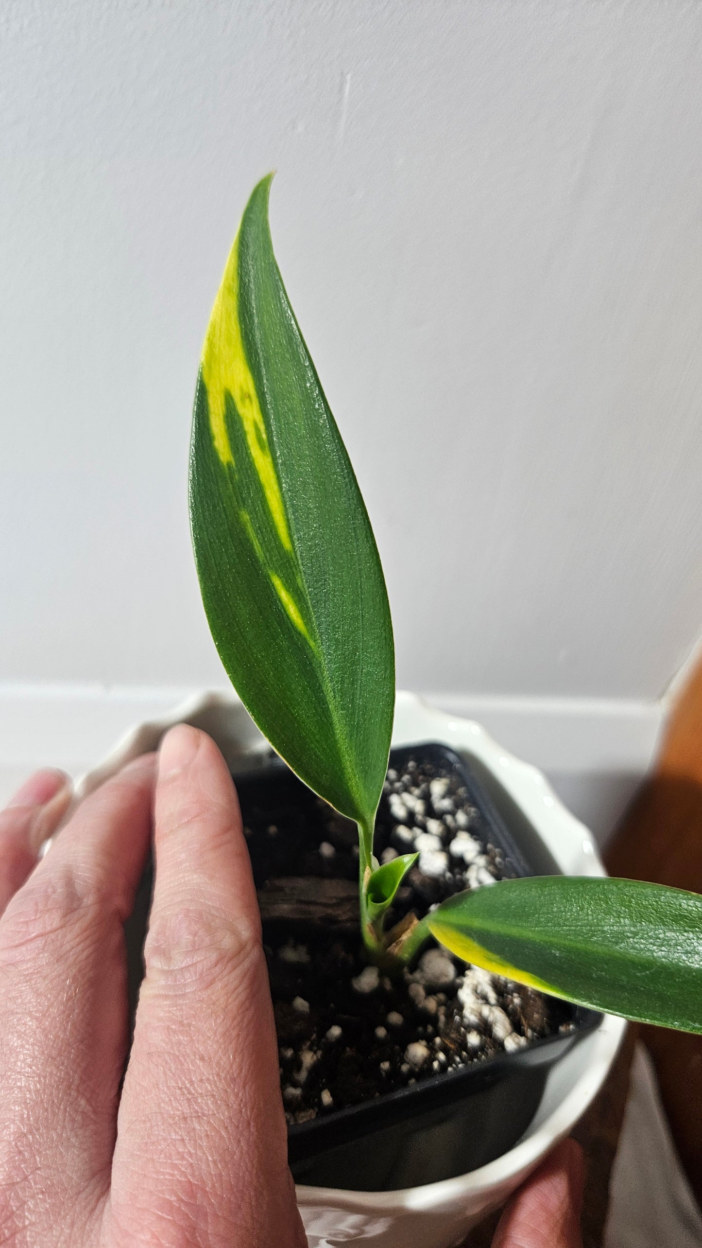 Scindapsus Coriaceus Aurea(SCI-938)