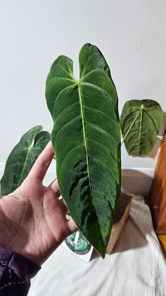Anthurium Metallicum "Format MOYEN/LARGE" (ANT-475)