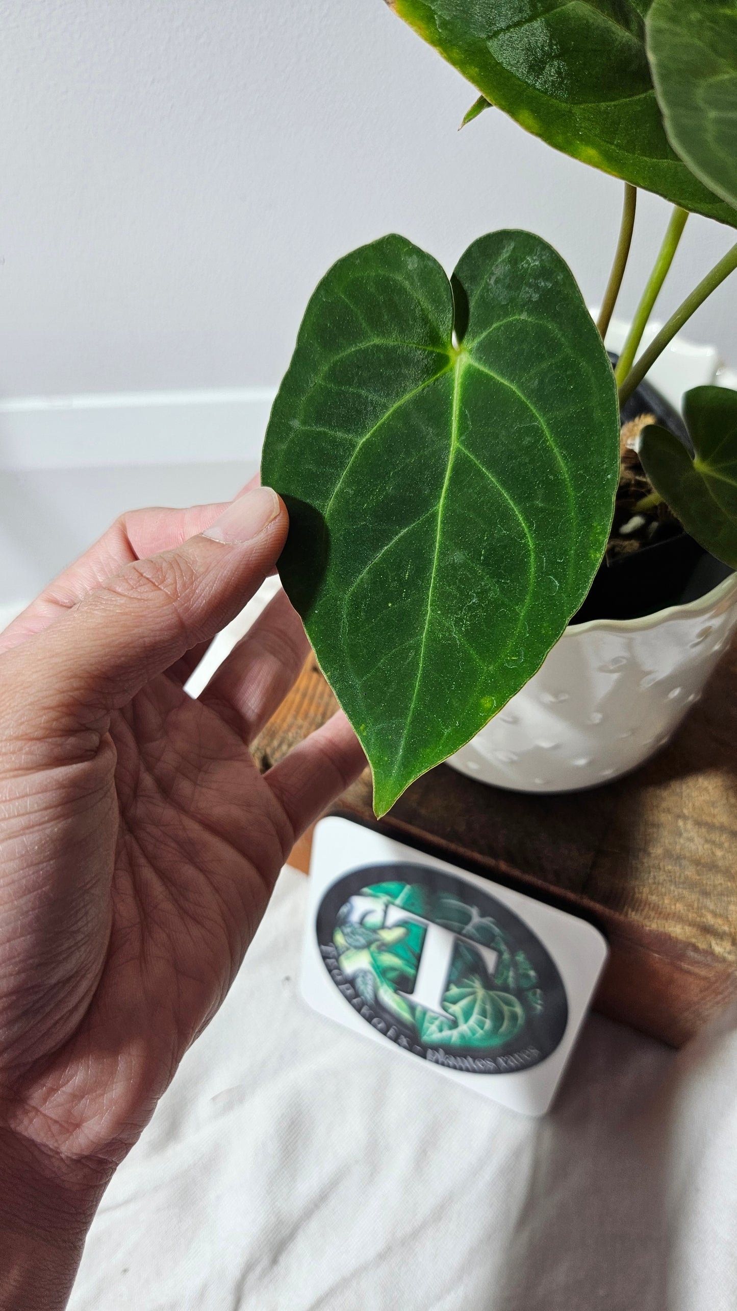 Anthurium BVIT "format MOYEN" (ANT-120)