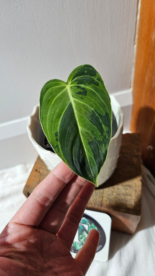 Philodendron Melanochrysum Variegata (PHI-870)