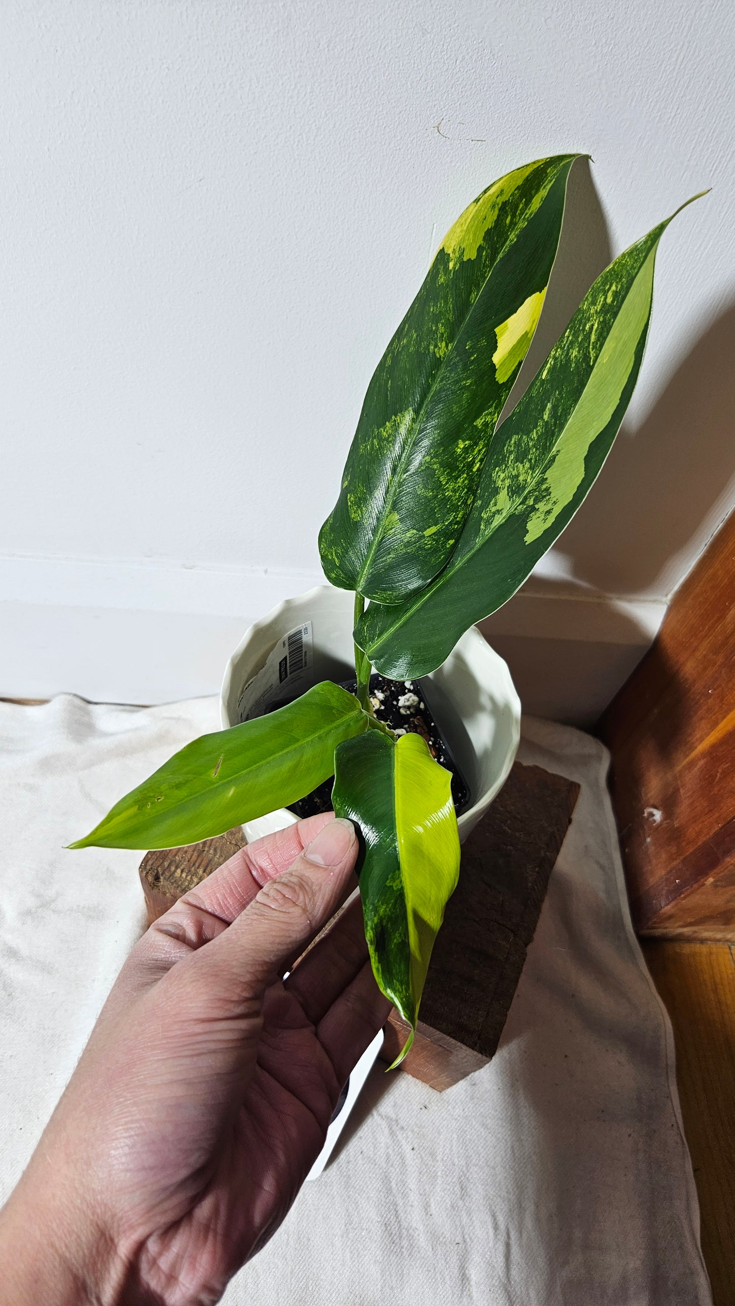 Philodendron Domesticum Variegata (PHI-667)