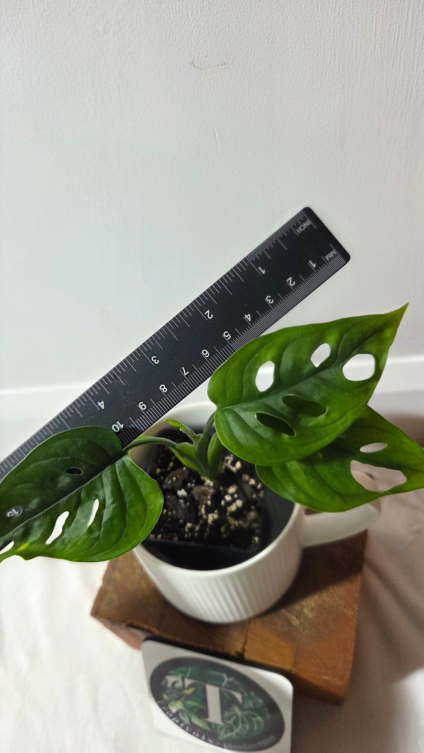 Monstera Obliqua Aff Cuyabeno (MON-300)
