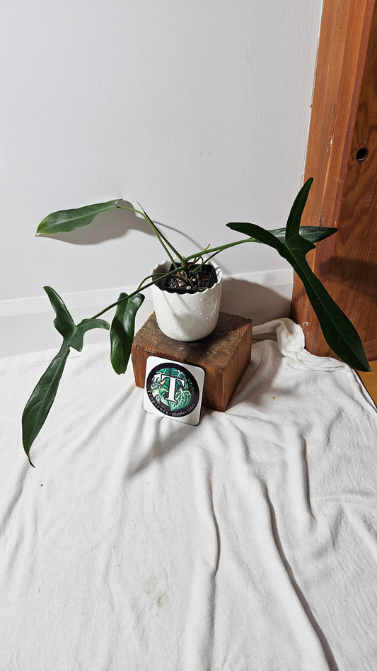 Philodendron Longilobatum (PHI-400)