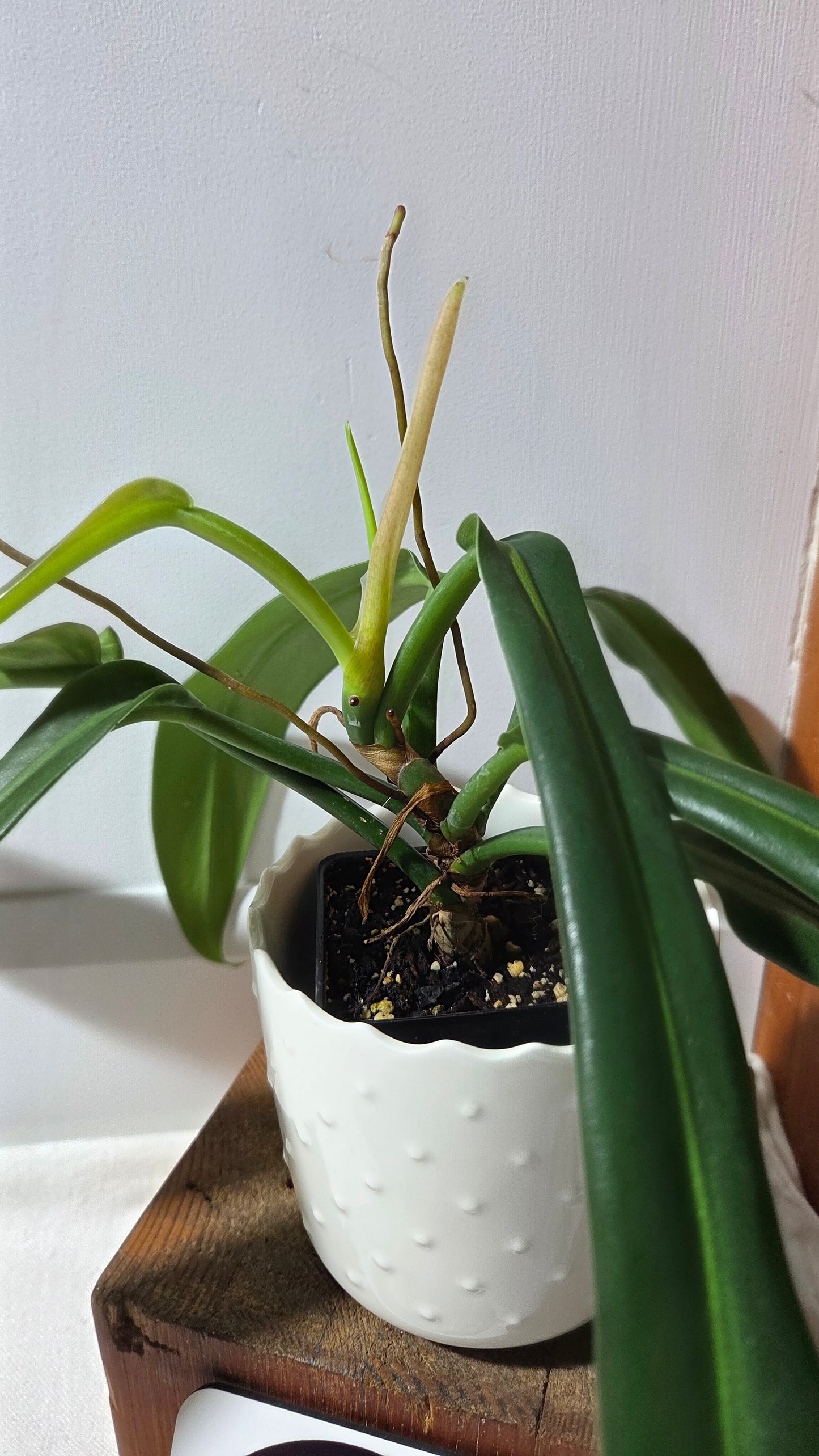 Philodendron BurleMarx Narrow (PHI-962)