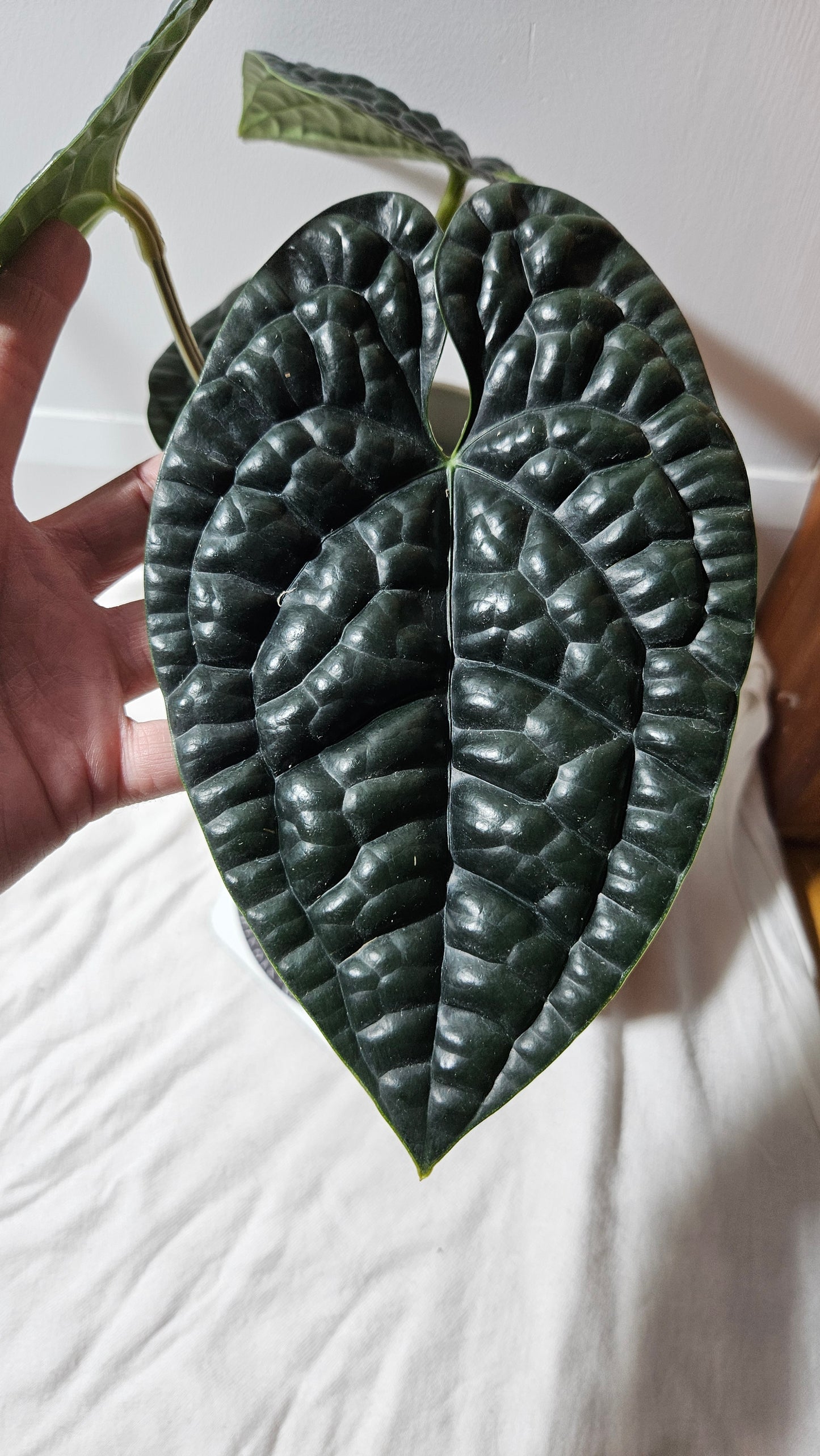 Anthurium Luxurians Chocolate "format LARGE" (ANT-277)