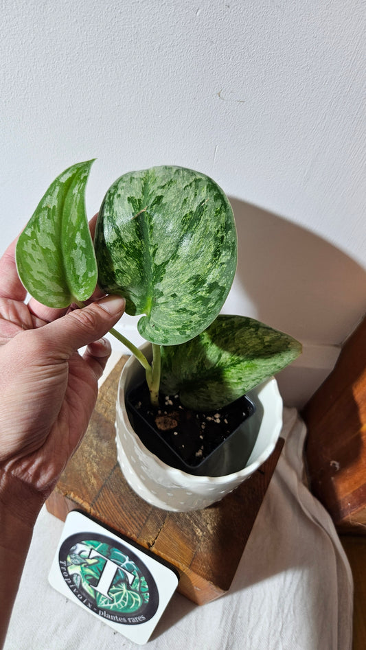 Scindapsus Hologram (SCI-973)