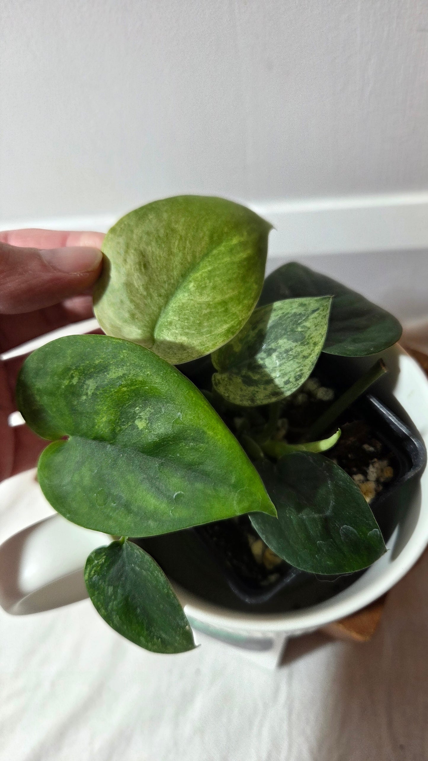 Scindapsus Silver Satin albo (SCI-1413)