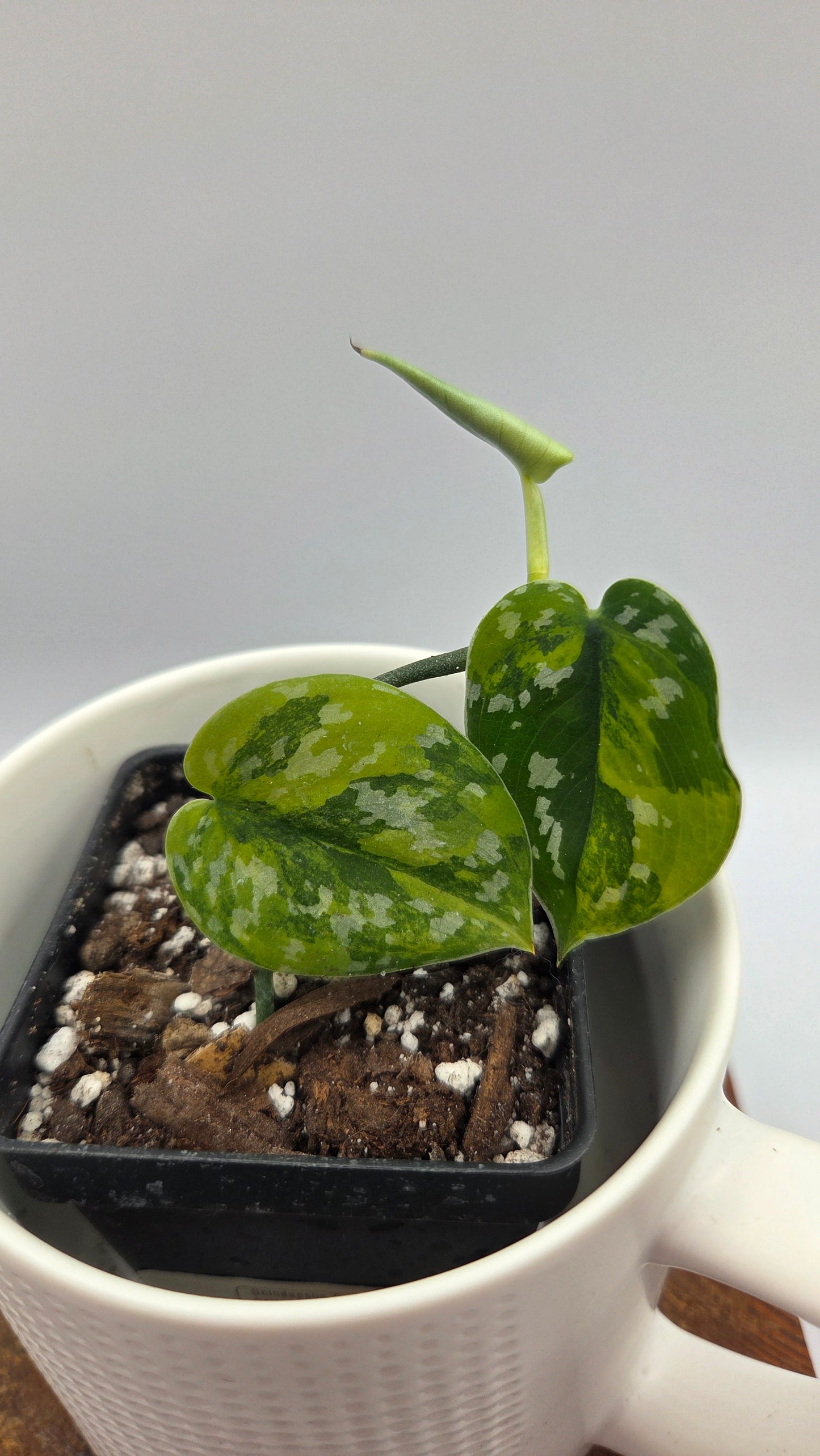 Scindapsus Sentarum (SCI-728)