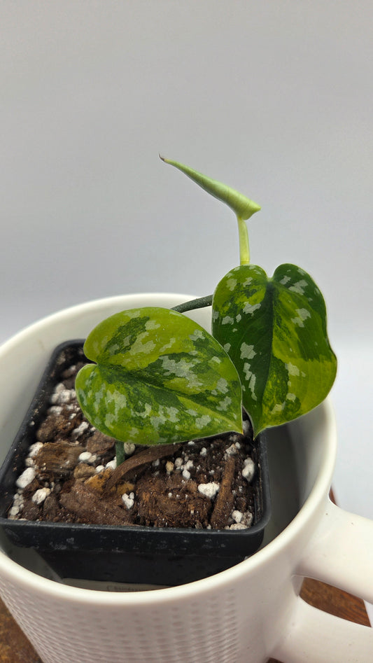 Scindapsus Sentarum (SCI-728)