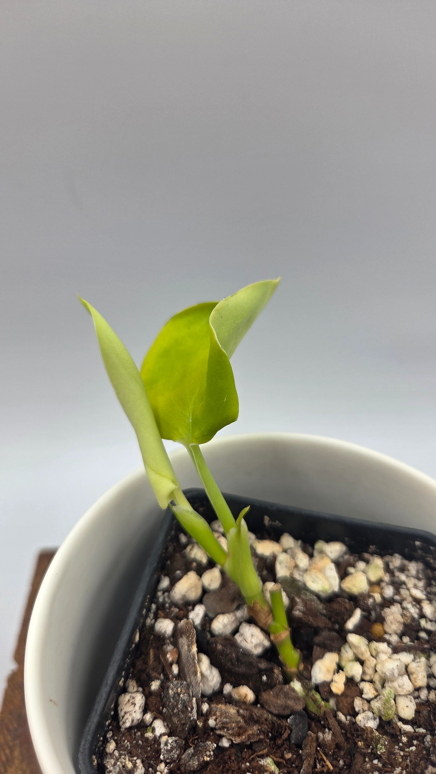 Scindapsus Moonlight Lemon (SCI-1488)