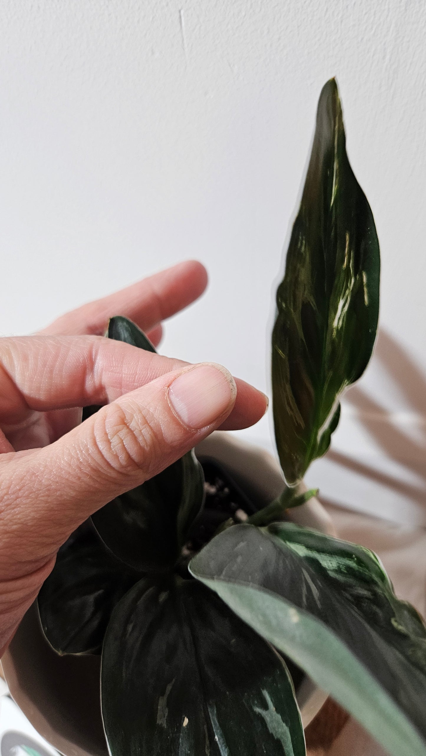 Scindapsus Treubii Dark Form silver (SCI-1015)