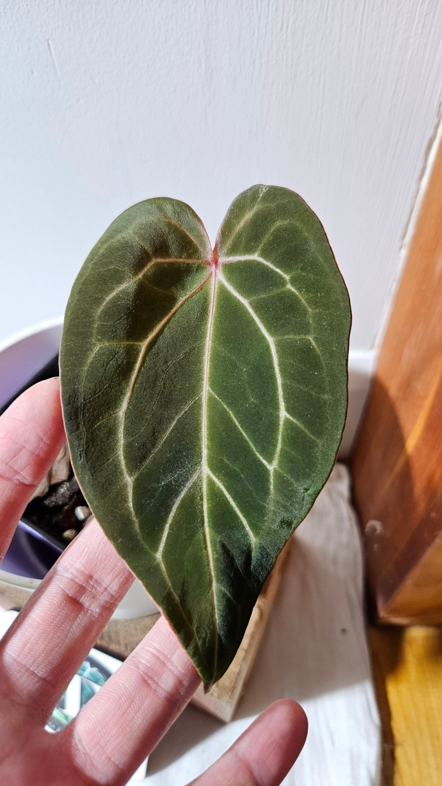 Anthurium Magnificum X KOS "format MOYEN" (ANT-563)